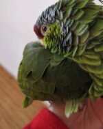 6 Months Old Male Amazon Parrot