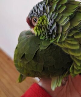 6 Months Old Male Amazon Parrot