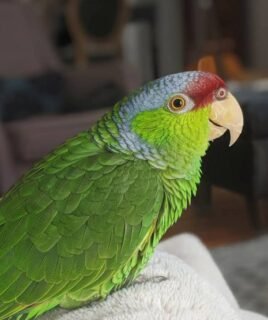 6 Months Old Male Amazon Parrot