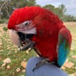 8-Month-Old Female Scarlet Macaw
