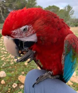 8-Month-Old Female Scarlet Macaw