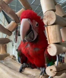8-Month-Old Female Scarlet Macaw