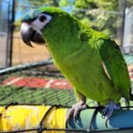 8-Month-Old Hahn’s Macaw Parrot
