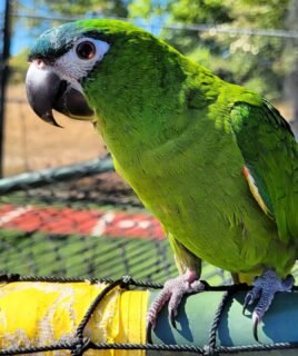 8-Month-Old Hahn’s Macaw Parrot