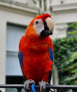 8 Months Old Scarlet Macaw Parrot