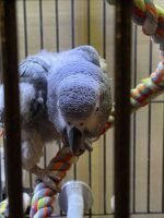 African Grey Congos (2 – Male and Female) With Cage