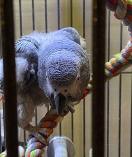 African Grey Congos (2 – Male and Female) With Cage