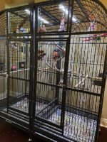African Grey Congos (2 – Male and Female) With Cage