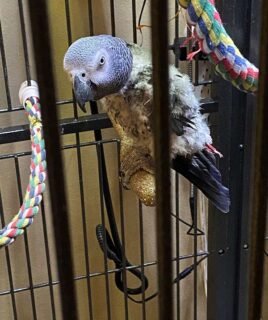 African Grey Congos (2 – Male and Female) With Cage