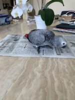 African Grey Congos (2 – Male and Female) With Cage