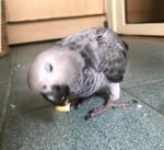 African Grey Congos (2 – Male and Female) With Cage