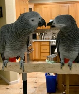 African Grey Parrot for Sale – Male & Female