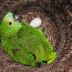 Amazon Parrot Eggs