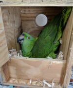 Amazon Parrot Eggs