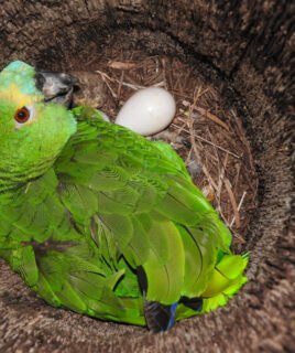 Amazon Parrot Eggs