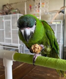 Awesome Hahns Macaw Parrot