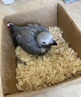 Baby African Grey for Sale