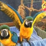 Baby Blue and Gold Macaw Pair for Sale