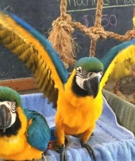 Baby Blue and Gold Macaw Pair for Sale