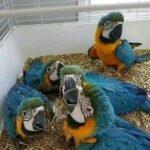 Baby Blue and Gold Macaw Pair for Sale