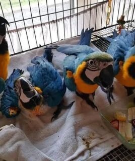 Baby Blue and Gold Macaw Pair for Sale