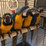 Baby Blue and Gold Macaw Pair for Sale