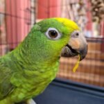 Baby Female Amazon Parrot for Sale