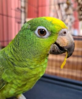 Baby Female Amazon Parrot for Sale