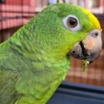 Baby Female Amazon Parrot for Sale