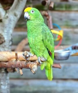 Baby Female Amazon Parrot for Sale
