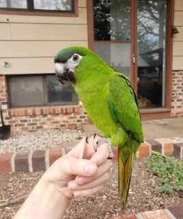 Baby Hahn’s Macaw Parrots