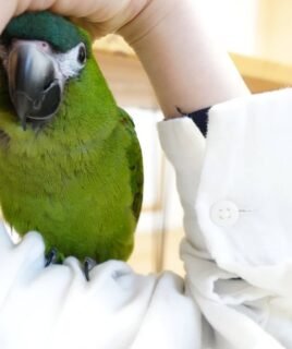 Beautiful female Hahns Macaw Parrot