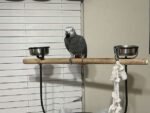 Beautiful Female Timneh African Grey Parrot