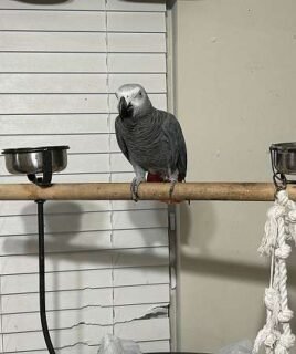 Beautiful Female Timneh African Grey Parrot