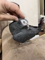 Beautiful Female Timneh African Grey Parrot