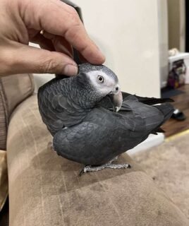 Beautiful Female Timneh African Grey Parrot