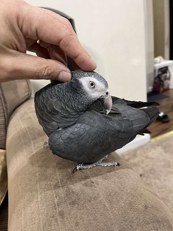 Beautiful Female Timneh African Grey Parrot Beautiful Female Timneh African Grey Parrot