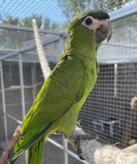 Beautiful Young Hahn’s Macaw Parrot