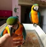 Blue and Gold Macaw Pair