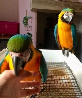 Blue and Gold Macaw Pair
