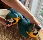 Blue and Gold Macaw Pair