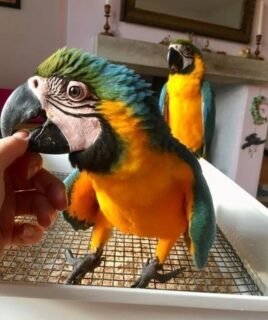 Blue and Gold Macaw Pair