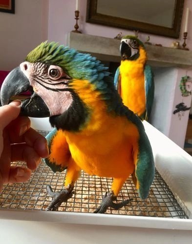 Blue and Gold Macaw Pair Blue and Gold Macaw Pair