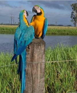 Blue and Gold Macaw Parrot Online | Male & Female