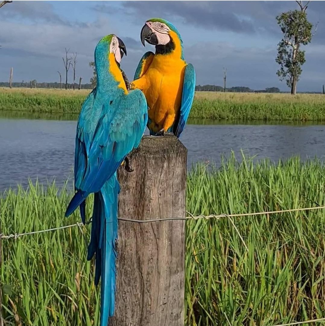 Blue and Gold Macaw Parrot Online | Male & Female Blue and Gold Macaw Parrot Online | Male & Female