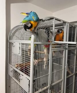 Blue and Gold Macaws for Sale – Male & Female