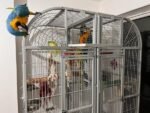 Blue and Gold Macaws for Sale – Male & Female