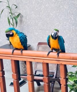 Blue and Gold Macaws for Sale – Male & Female