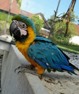 Blue & Gold Macaw Baby