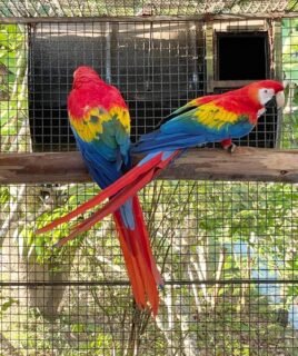 Bond Hand Reared Scarlet Macaw Parrot